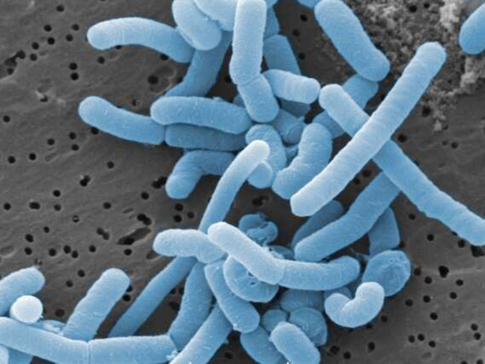 Khi nào nên chọn vi khuẩn axit lactic cho bé và cách chọn chúng